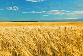 Land Leasing Auctions